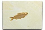 Detailed Fossil Fish (Knightia) - Wyoming #345501-1